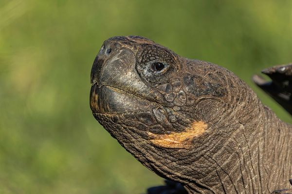 Jones, Adam 아티스트의 Galapagos giant tortoise Genovesa Island-Galapagos Islands-Ecuador작품입니다.